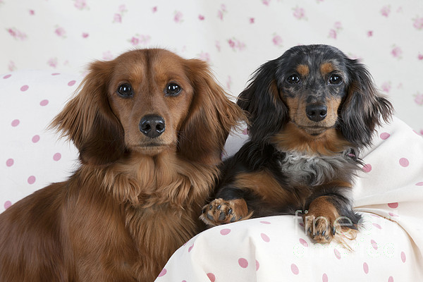 5-miniature-long-haired-dachshunds-john-daniels