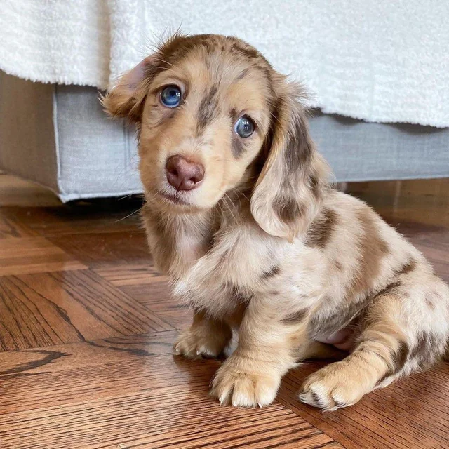 looking-for-miniature-dachshund-v0-h45r3fvopnod1