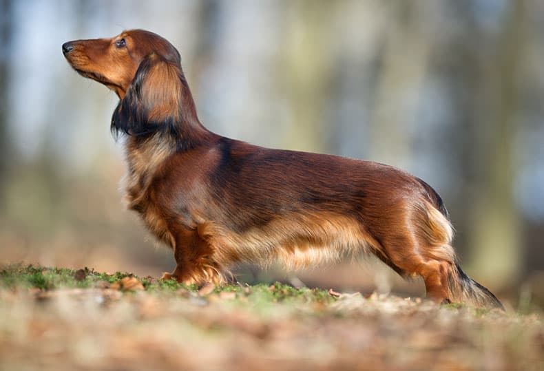 sable2